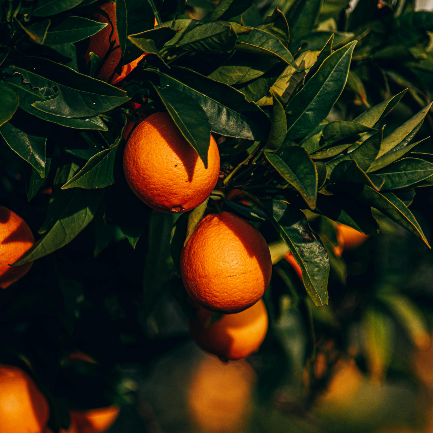 Hand Wash · Orange & Neroli - 250ml